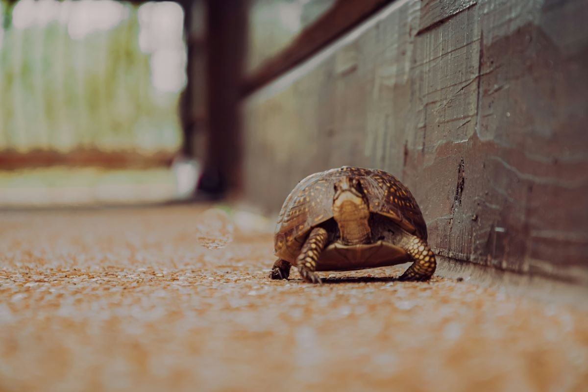 tortoise-unsplash_reduced_size.jpg